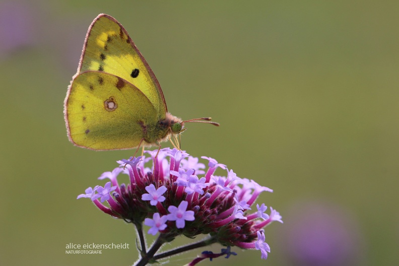 Gelbling (Colias sp.)